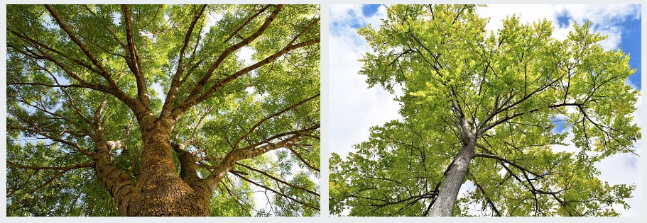 Ash trees in wisconsin