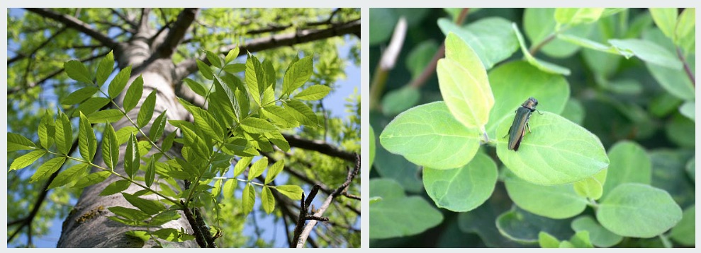 Emerald Ash Borer