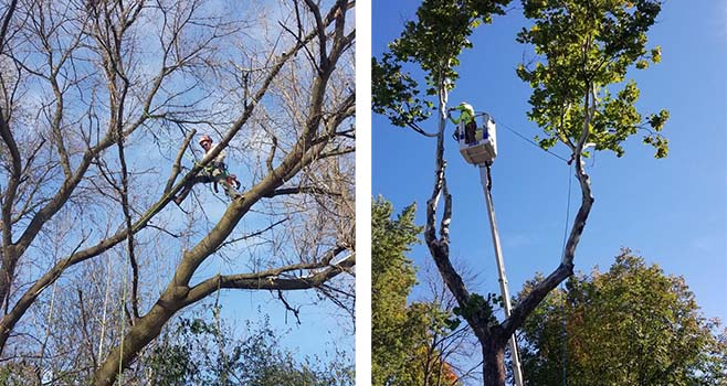 TREE-TRIMMING-BEFORE-AFTER